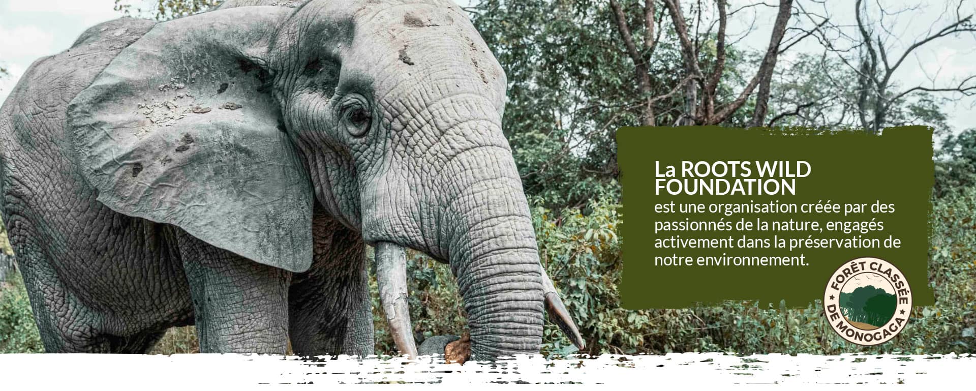 Éléphant Roots Wild Foundation