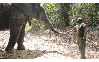 L’éléphant « LE GROS »