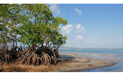 LES MANGROVES !!!