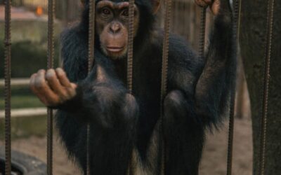 Centre de sauvegarde des chimpanzés