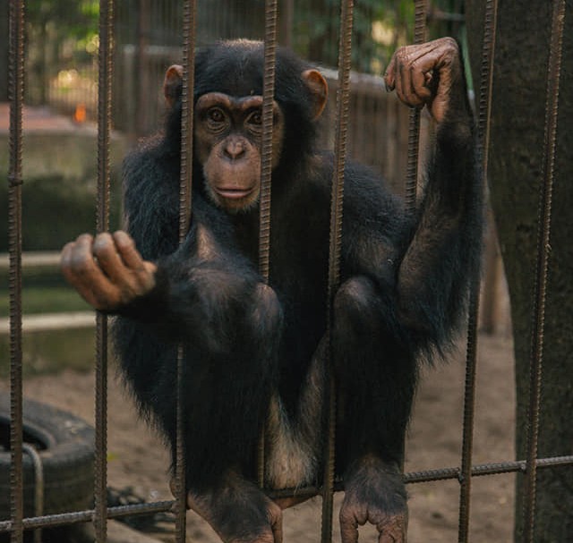 Centre de sauvegarde des chimpanzés