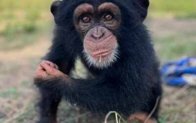 Centre de sauvegarde des chimpanzés